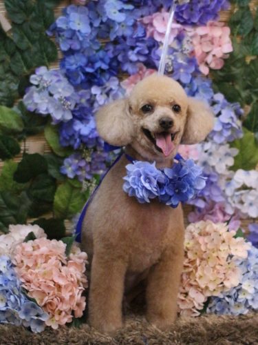 20250614チロくん